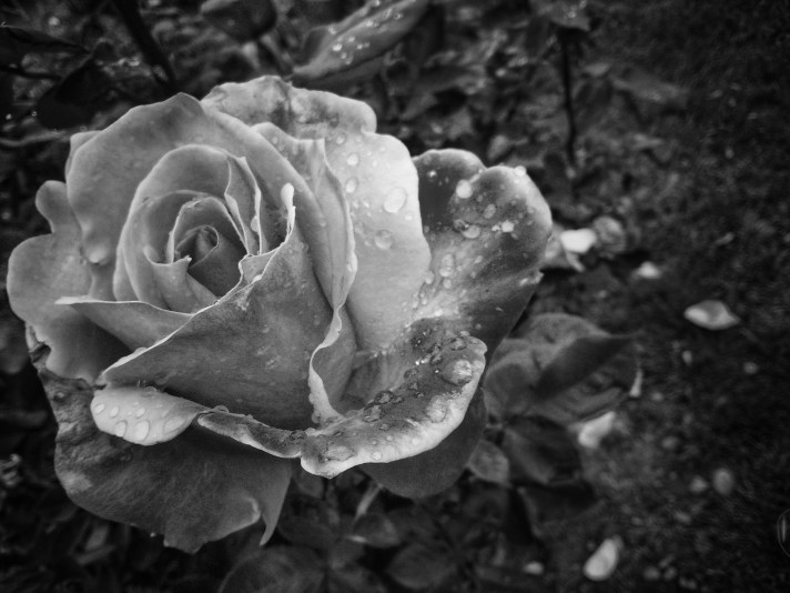 IMG_20180416_091432-01